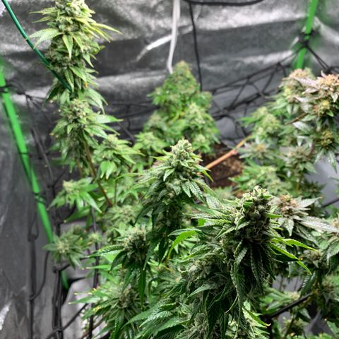 Durban Poison growlog timeline photo
