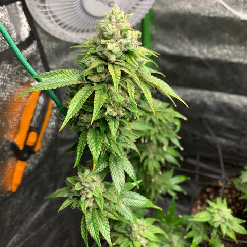 Durban Poison growlog timeline photo