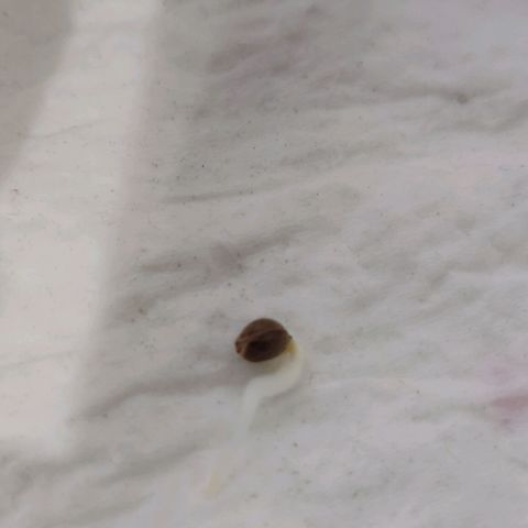 Gorilla Glue #4 growlog photo: Germinación Terminada , Se puso en tupper Miércoles 6/7 21Hs aprox. Hoy 10/7 17:35 procedo a ponerla en tierra.