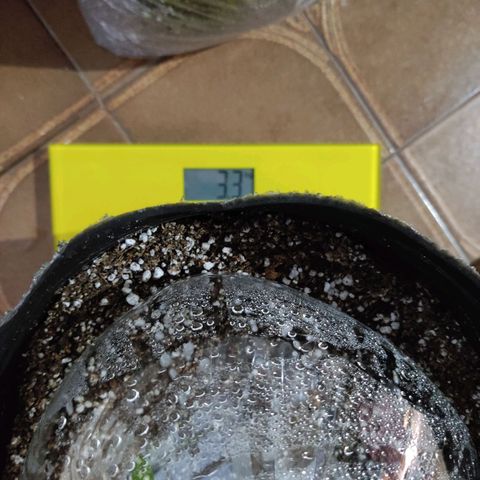 Gorilla Glue #4 growlog photo: Peso de la Maceta con semi recién sembrada, y 700ml de riego al sustrato