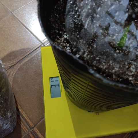 Gorilla Glue #4 growlog photo: Peso de la Maceta con semi recién sembrada, y 700ml de riego al sustrato