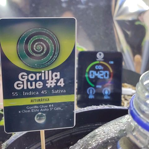 Gorilla Glue #4 growlog timeline photo