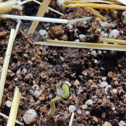 Gorilla Glue #4 growlog photo: Creció un poco no?