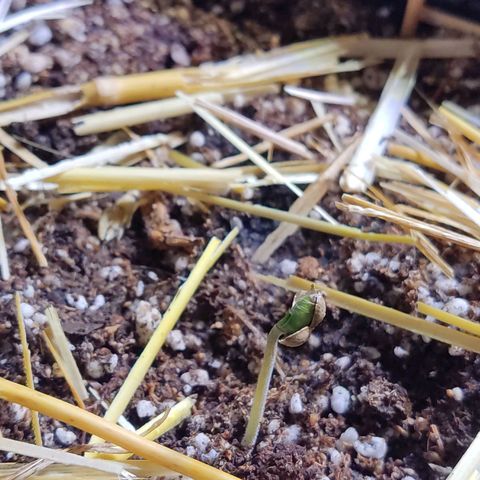 Gorilla Glue #4 growlog timeline photo