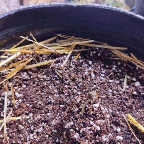 Gorilla Glue #4 growlog timeline photo