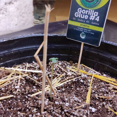 Gorilla Glue #4 growlog photo: Y creceee , espigo una banda