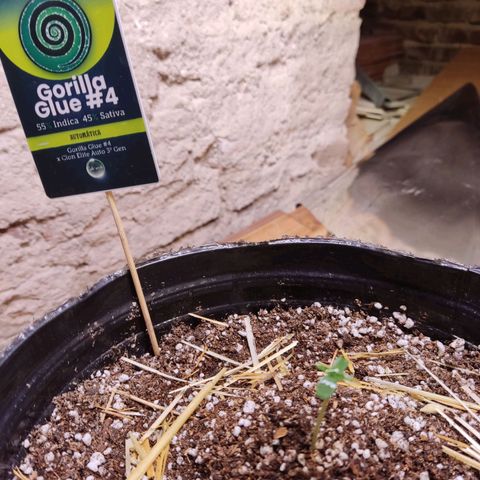 Gorilla Glue #4 growlog photo: Hoy se evalúa el riego desp de darle el primer agua al sustrato, apenas la puse en tierra