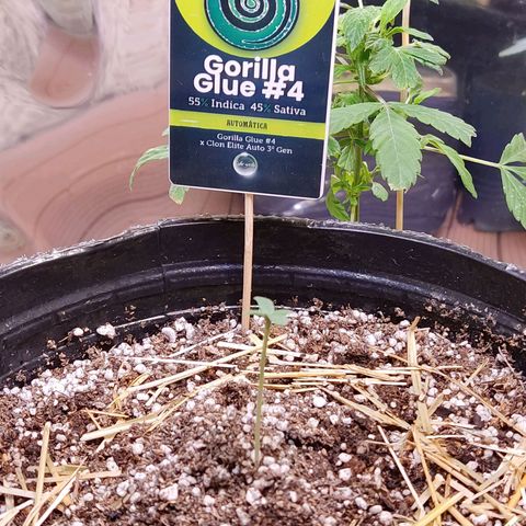 Gorilla Glue #4 growlog photo: Ahora sí 
