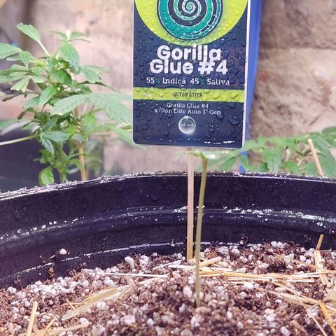 Gorilla Glue #4 growlog photo: Vos podés 😍💕💕💕