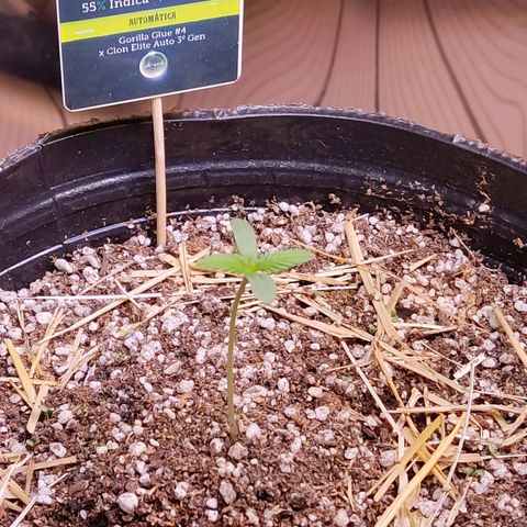 Gorilla Glue #4 growlog photo: Abriiooo