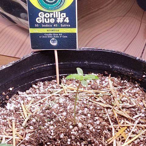 Gorilla Glue #4 growlog timeline photo