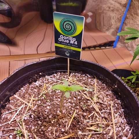 Gorilla Glue #4 growlog timeline photo