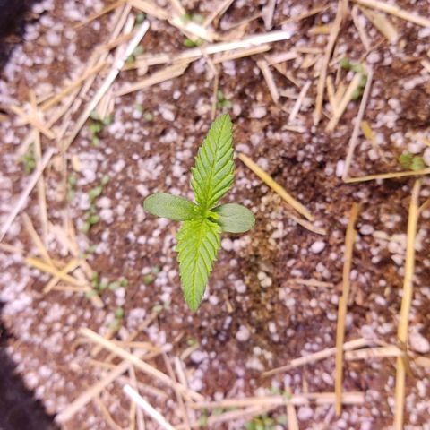 Gorilla Glue #4 growlog timeline photo