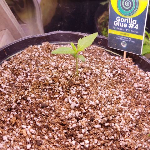 Gorilla Glue #4 growlog photo: Se realizaron mod en el indoor y pasamos la planta a otro ambiente con condiciones de temp similares. Es probable q sufra un estrés pq se le cayó la lámpara encima .
Por suerte fue solo un susto y no se partió nada
