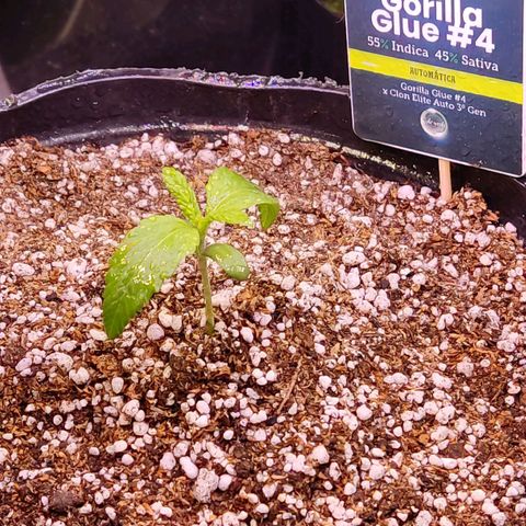 Gorilla Glue #4 growlog photo: Tiene las hojas caídas al fin del dia