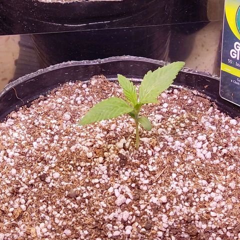 Gorilla Glue #4 growlog timeline photo