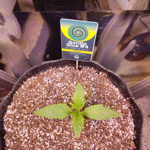Gorilla Glue #4 growlog timeline photo