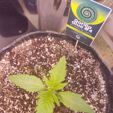 Gorilla Glue #4 growlog timeline photo