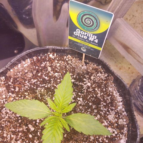 Gorilla Glue #4 growlog timeline photo