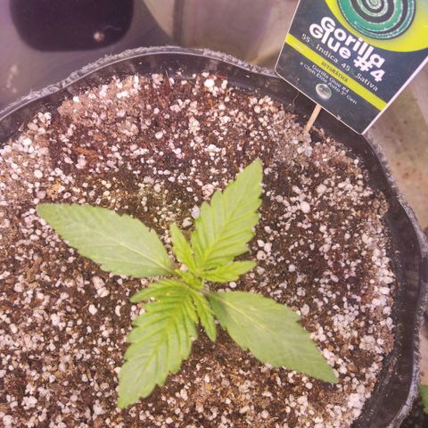 Gorilla Glue #4 growlog timeline photo