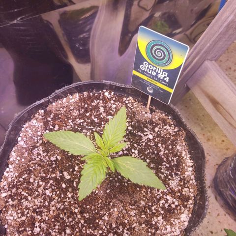 Gorilla Glue #4 growlog timeline photo
