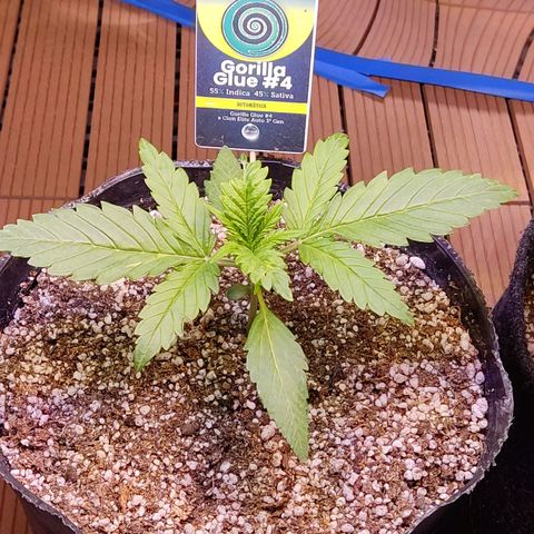 Gorilla Glue #4 growlog photo: Volvió al indoor