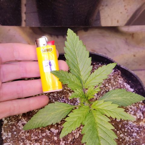 Gorilla Glue #4 growlog timeline photo