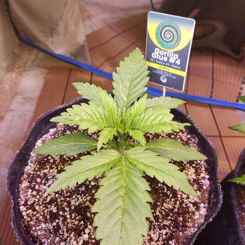 Gorilla Glue #4 growlog timeline photo