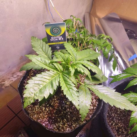 Gorilla Glue #4 growlog timeline photo