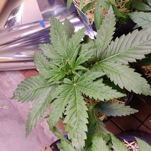 Gorilla Glue #4 growlog timeline photo
