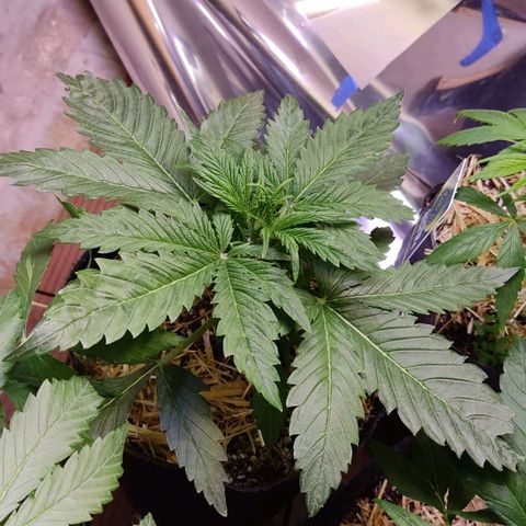 Gorilla Glue #4 growlog timeline photo