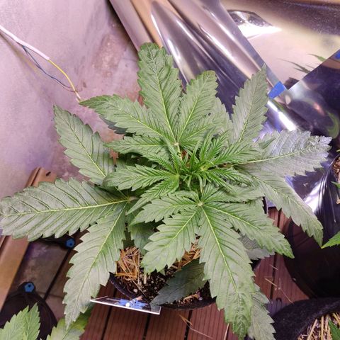 Gorilla Glue #4 growlog photo: 30 dias