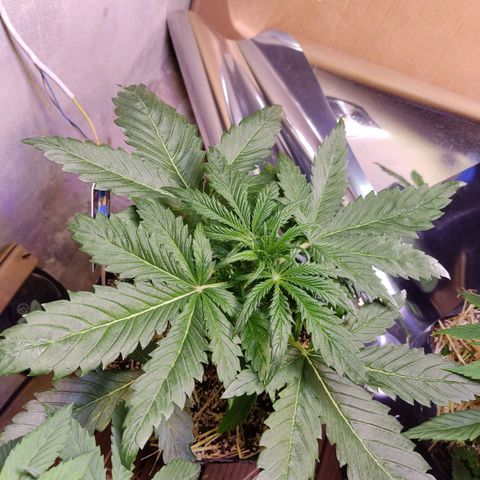 Gorilla Glue #4 growlog timeline photo