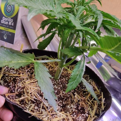 Gorilla Glue #4 growlog timeline photo