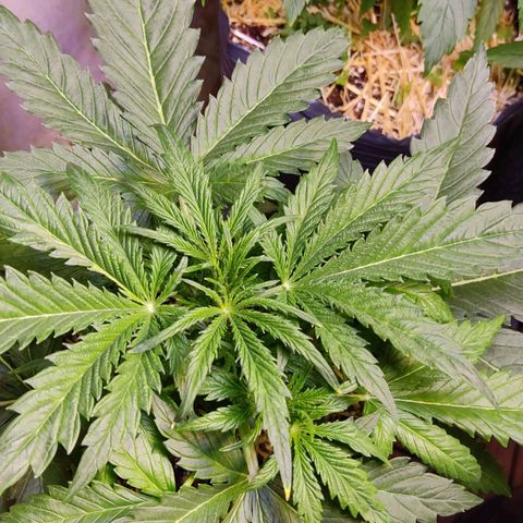 Gorilla Glue #4 growlog timeline photo