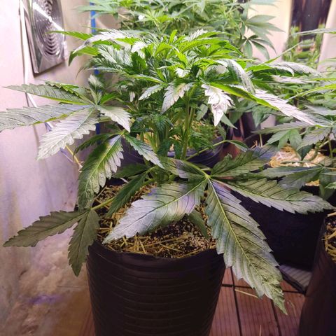 Gorilla Glue #4 growlog timeline photo