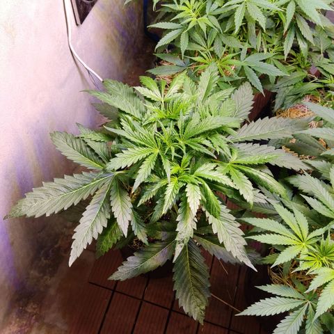 Gorilla Glue #4 growlog timeline photo