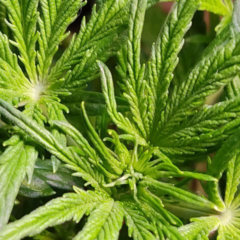 Gorilla Glue #4 growlog timeline photo