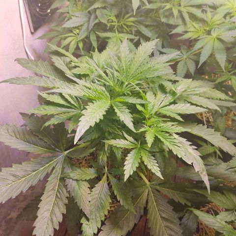 Gorilla Glue #4 growlog timeline photo