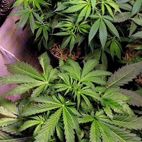 Gorilla Glue #4 growlog photo: Vamos potasio  ,bancame hasta el miercoles