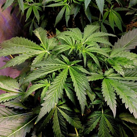 Gorilla Glue #4 growlog timeline photo