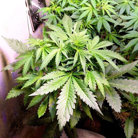 Gorilla Glue #4 growlog timeline photo