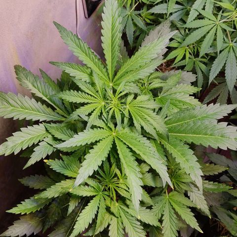 Gorilla Glue #4 growlog timeline photo