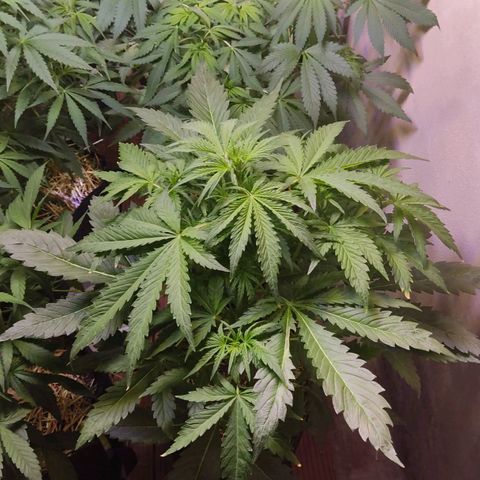 Gorilla Glue #4 growlog timeline photo
