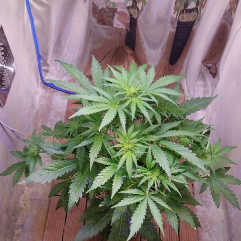 Gorilla Glue #4 growlog timeline photo