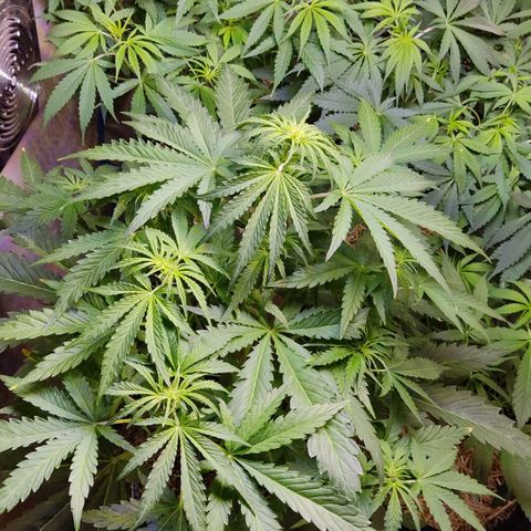 Gorilla Glue #4 growlog timeline photo