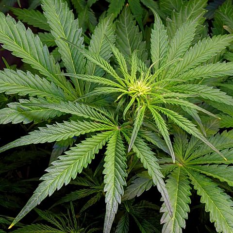 Gorilla Glue #4 growlog timeline photo