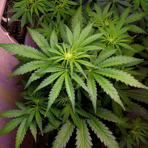 Gorilla Glue #4 growlog timeline photo