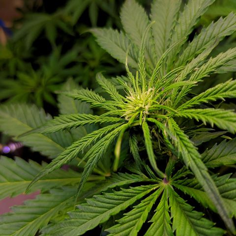 Gorilla Glue #4 growlog timeline photo