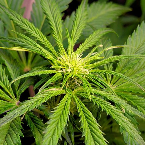 Gorilla Glue #4 growlog timeline photo